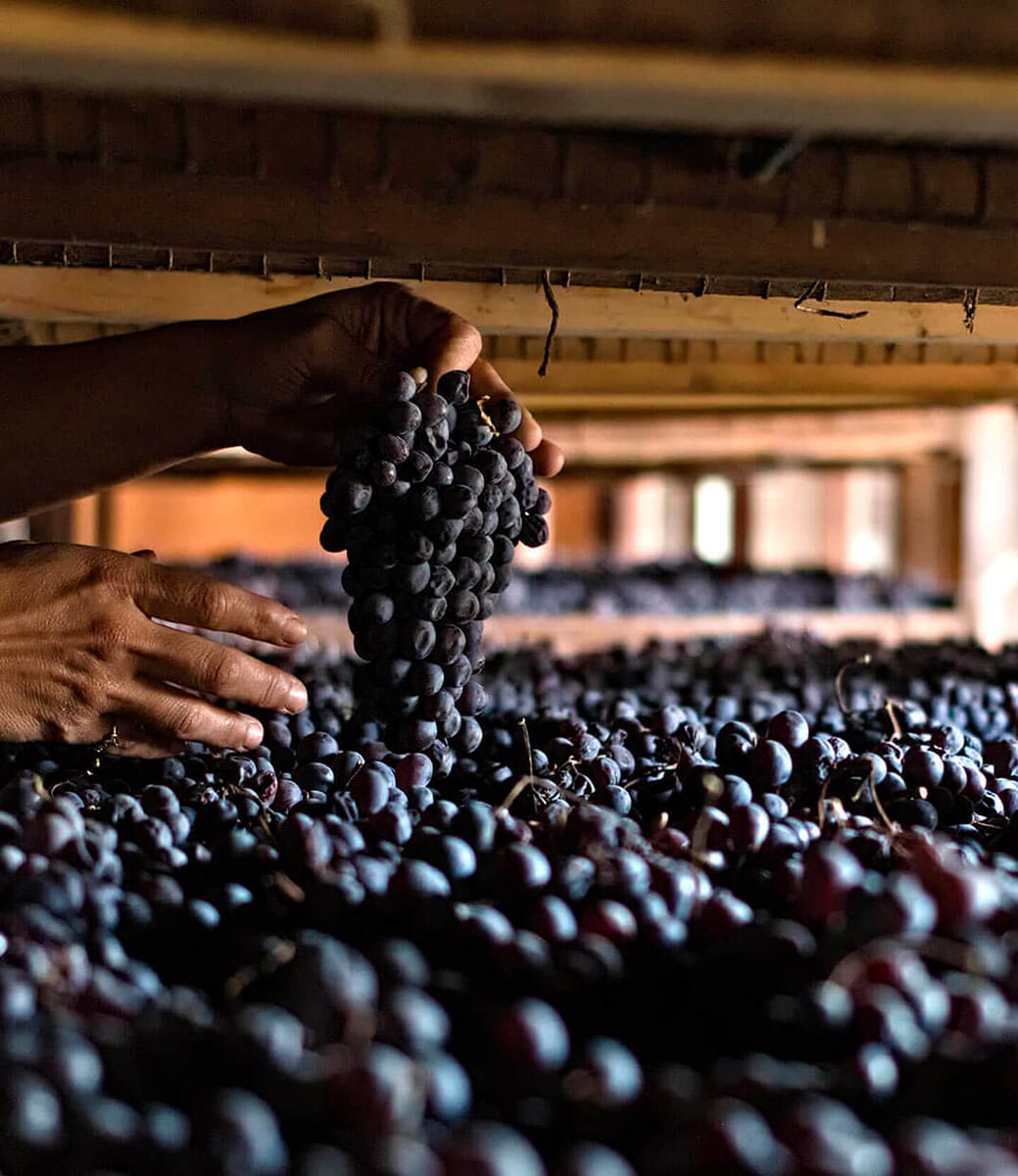 Messa a Riposo delle Uve per L’Amarone Tenuta Santa Maria di Gaetano Bertani - Valpolicella Verona Italia