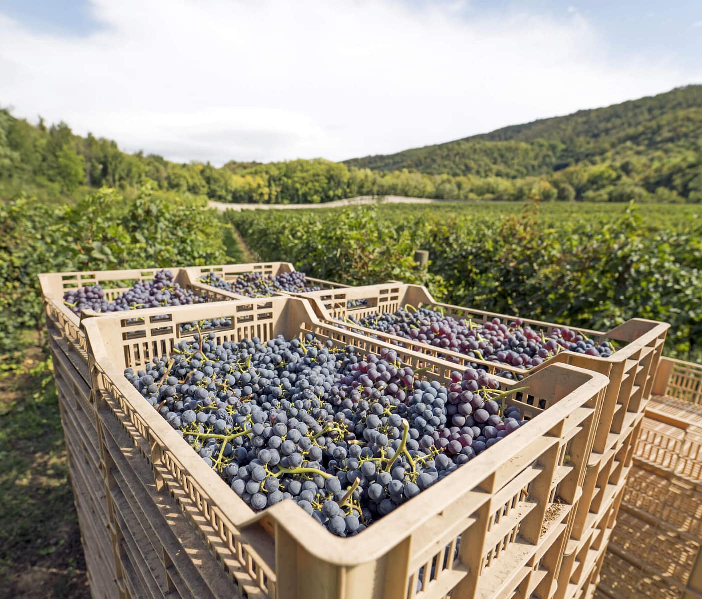 Valpolicella grapes Valpolicella grapes