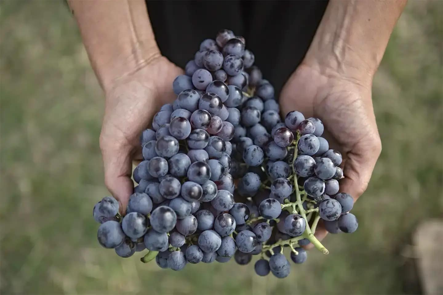 Tenuta-Santa-Maria-di-Gaetano-Bertani_Verona_Valpolicella-Consortium Tenuta Santa Maria e il Consorzio Valpolicella: 100 Anni di Storia Condivisa