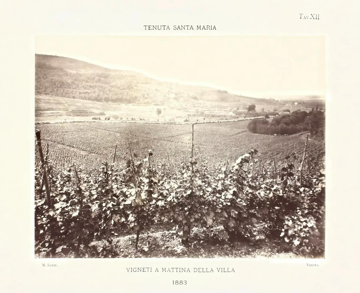 Tenuta Santa Maria di Gaetano Bertani – Valpolicella Classica, Verona, Italy Vigneti a mattina della Villa, 1883 - Moritz Lotze