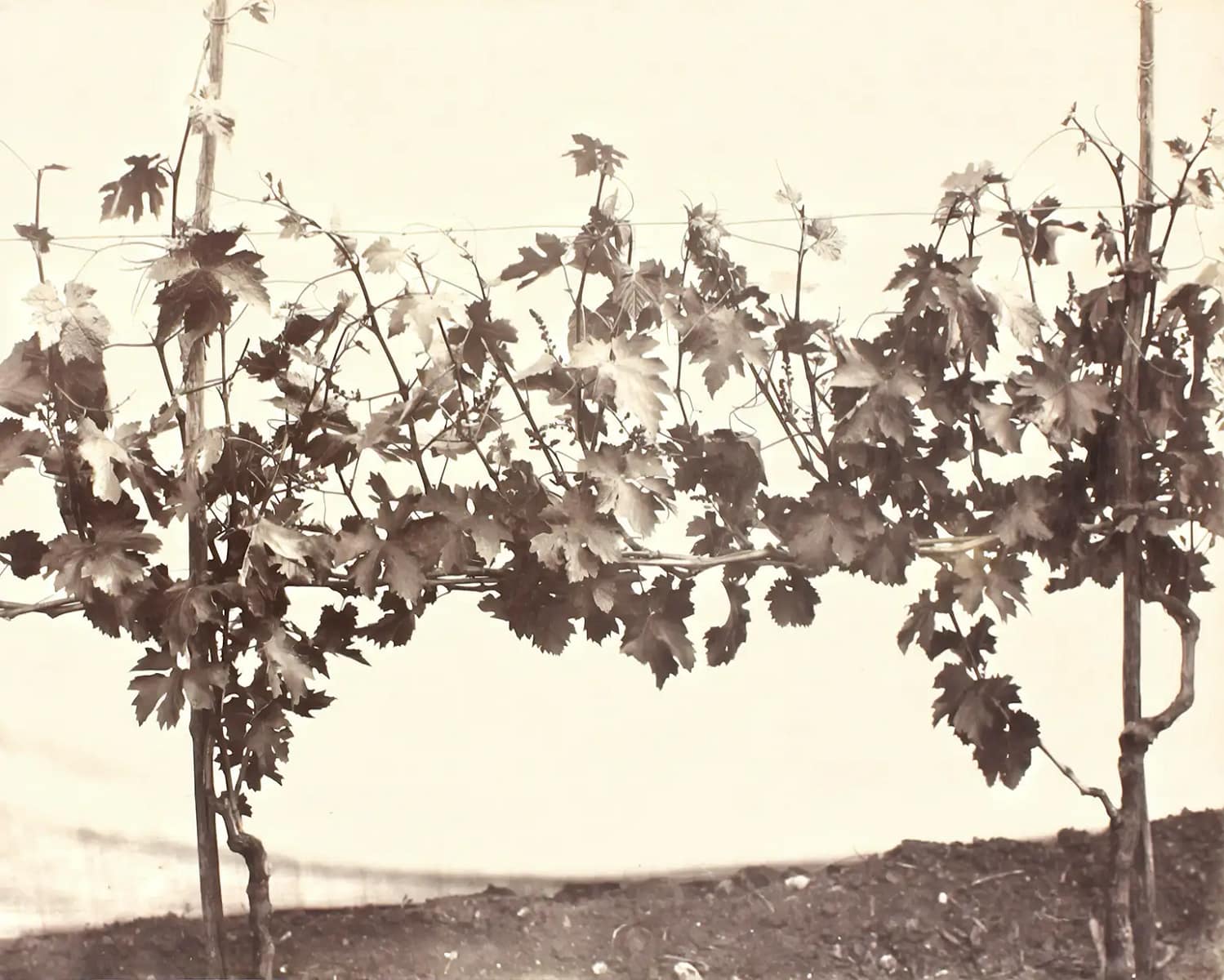 Cordoned vines. Lotze, Historical photograph, 1883. Tenuta Santa Maria di Gaetano Bertani - 1735 - Valpolicella - Verona, Italy