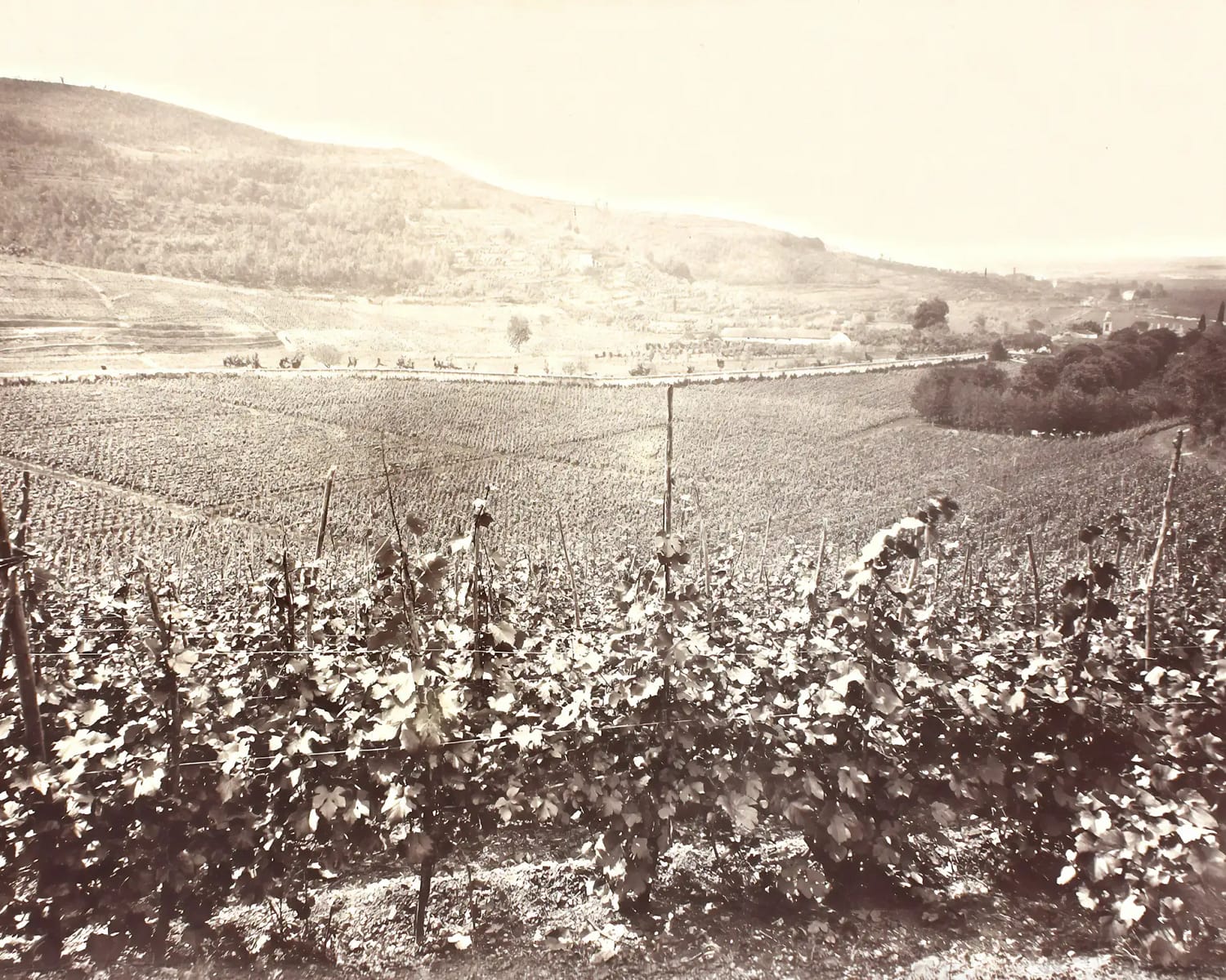 Vineyard in the morning. Lotze, Historical photograph, 1883. Tenuta Santa Maria di Gaetano Bertani - 1735 - Valpolicella - Verona, Italy