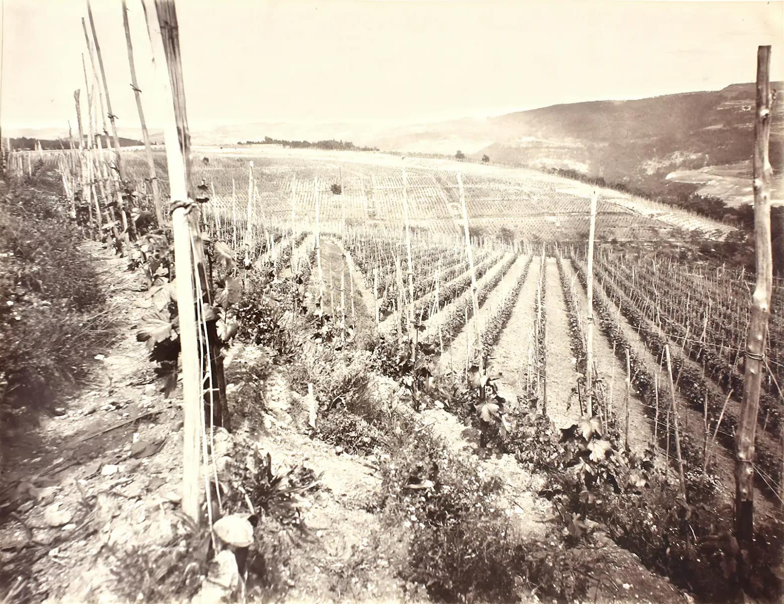 Vineyard in the evening. Lotze, Historical photograph, 1883. Tenuta Santa Maria di Gaetano Bertani - 1735 - Valpolicella - Verona, Italy