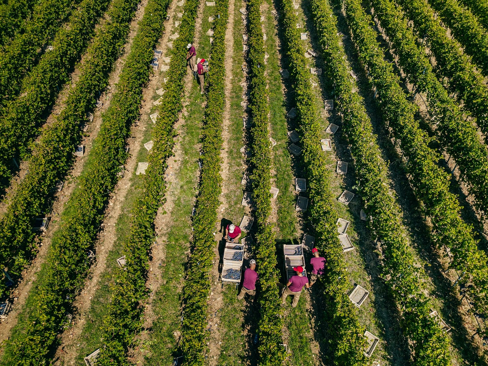 Vendemmia per l’Amarone