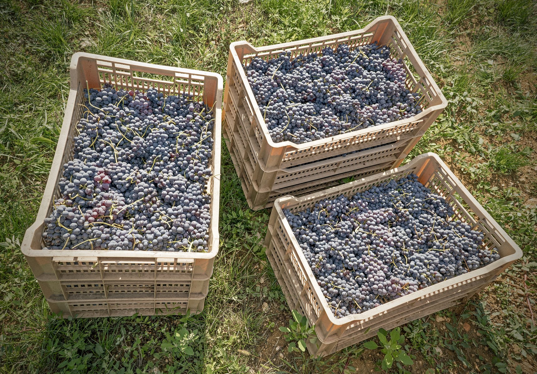 Valpolicella grapes Valpolicella grapes