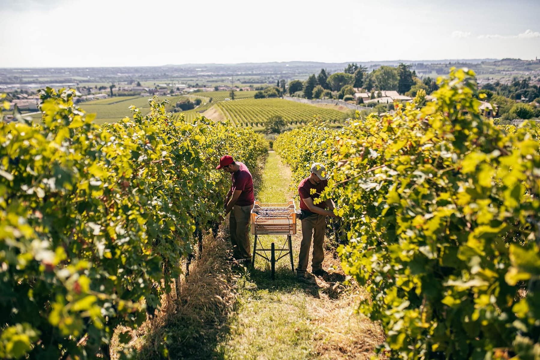 Harvest in the Amarone vineyards Tenuta Santa Maria 1735 - Valpolicella - Verona, Italy