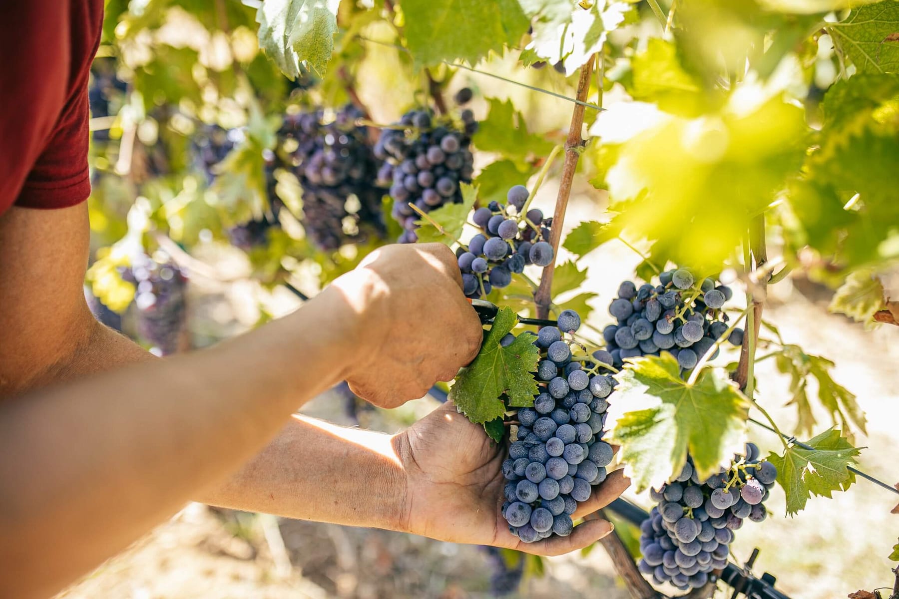 Raccolta 2024 – Tenuta Santa Maria di Gaetano Bertani Raccolta 2024 - Tenuta Santa Maria di Gaetano Bertani