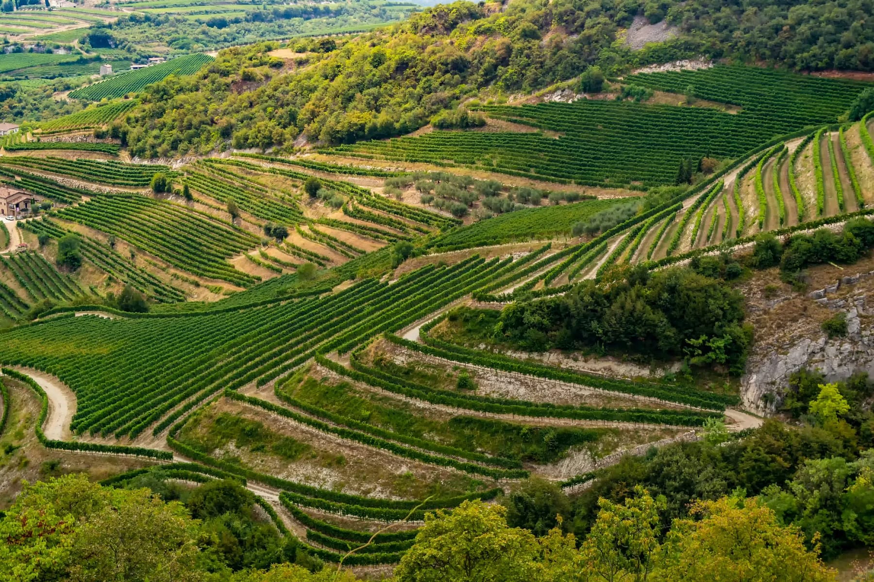 I vini del Veneto: guida completa ai migliori vini della regione