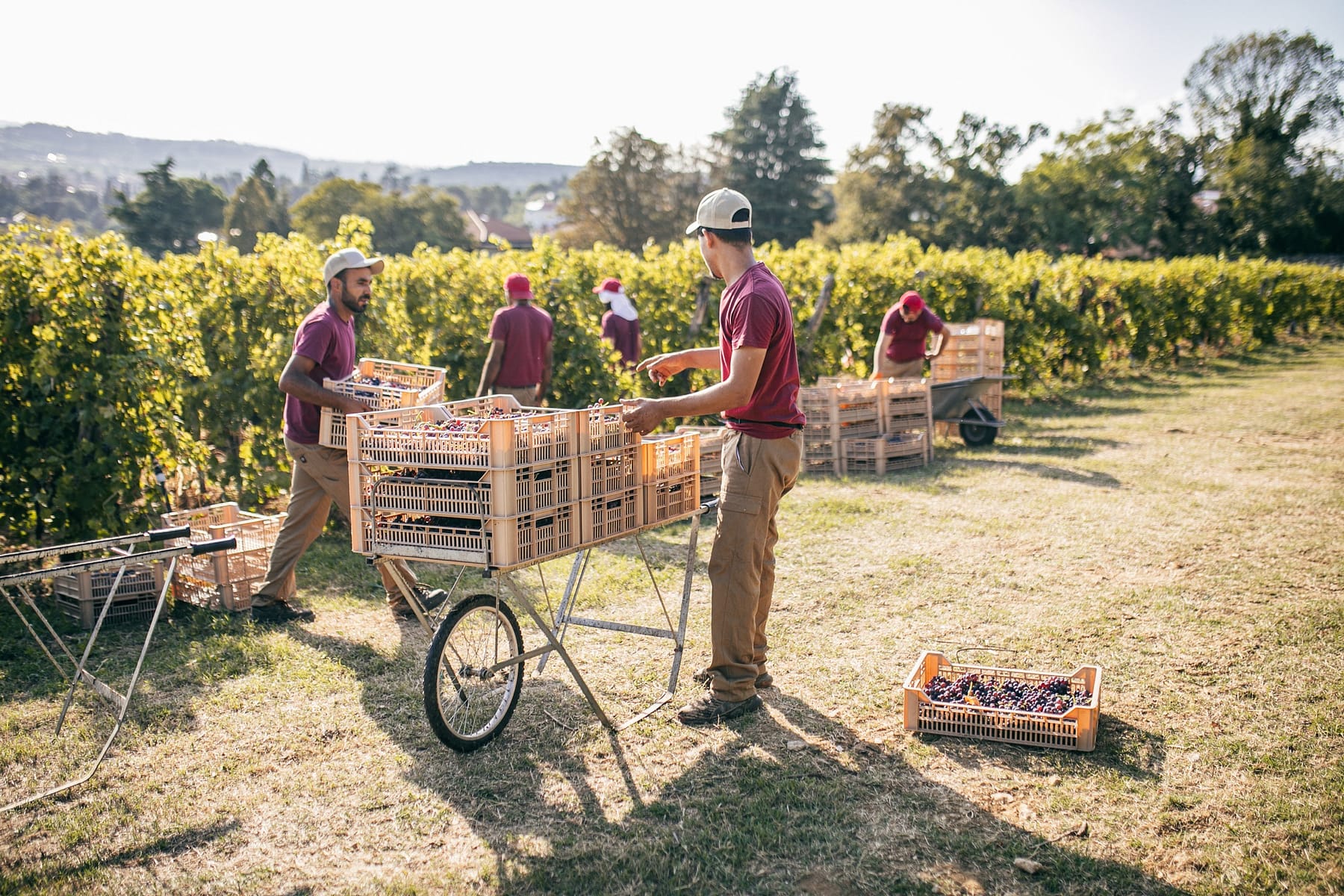 Vendemmia per l’Amarone