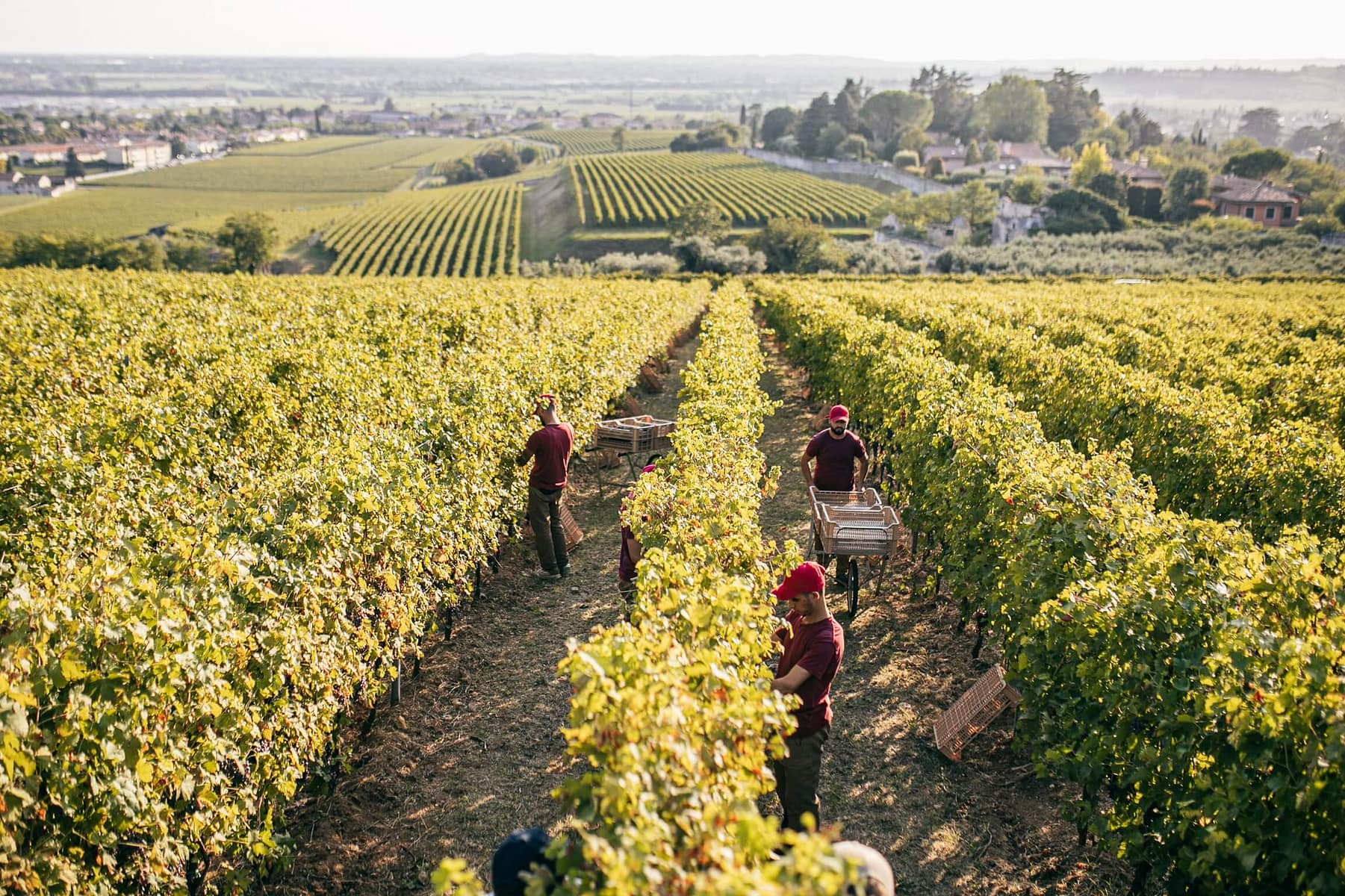 Vendemmia 2024 – Tenuta Santa Maria di Gaetano Bertani vendemmia Valpolicella 2024