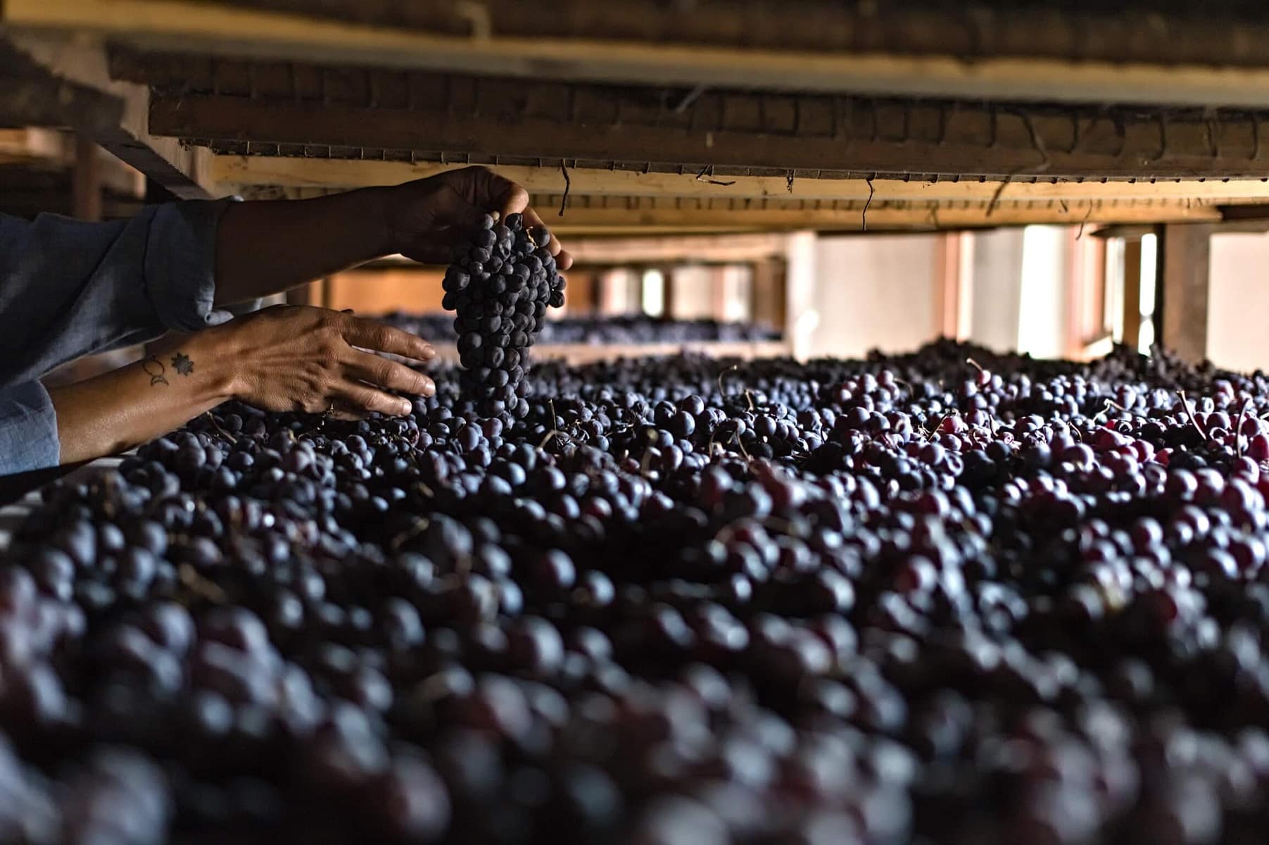 999ECB65-214E-4960-8B3E-AB1A3AB8E36D Appassimento method Corvina grapes - Tenuta Santa Maria di Gaetano Bertani - Valpolicella, Verona