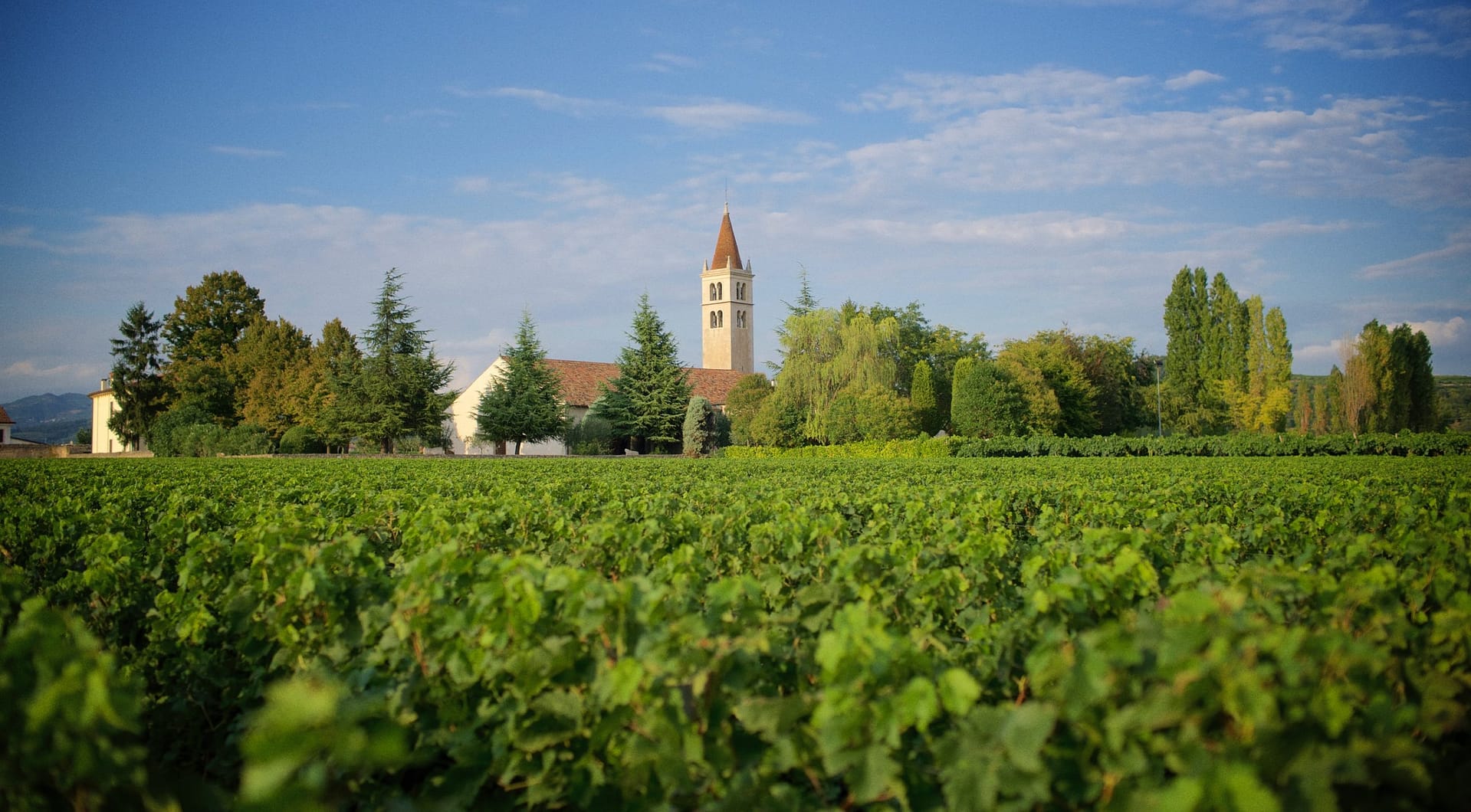 In Val d’Illasi, the origins of the Bertani’s family Soave: “Lepiga” tells the story of Tenuta Santa Maria alla Pieve’s historic cru