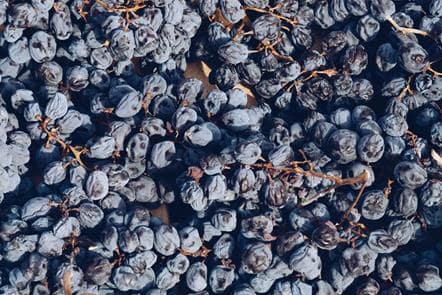 Bertani Vendemmia 2023-24
