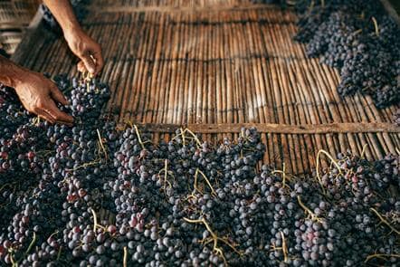 Bertani Vendemmia 2023-24 Arelle Fruttaio
