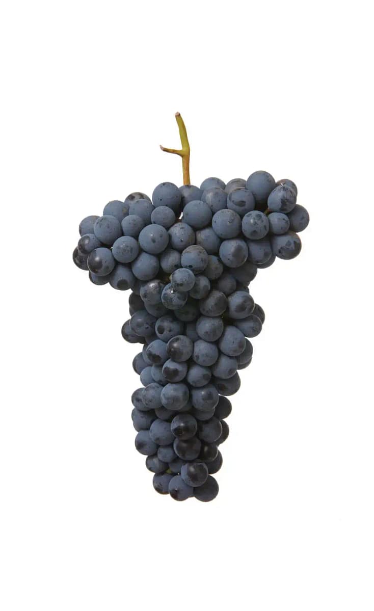 Oseleta, one of the four principal native Veronese grape varieties Oseleta, one of the four principal native Veronese grape varieties