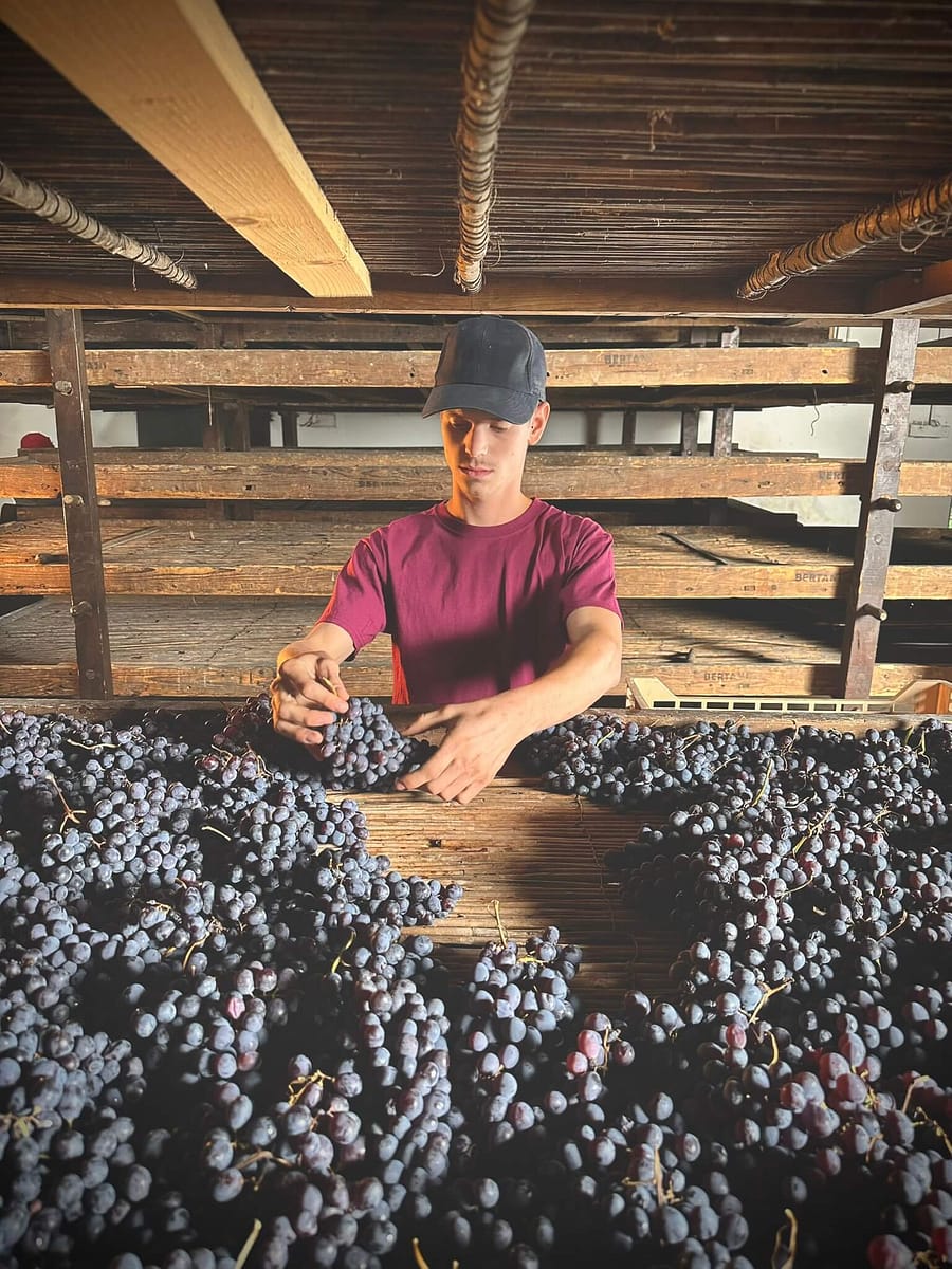 Appassimento 2024 – Tenuta Santa Maria di Gaetano Bertani Appassimento uve Tenuta Santa Maria di Gaetani Bertani