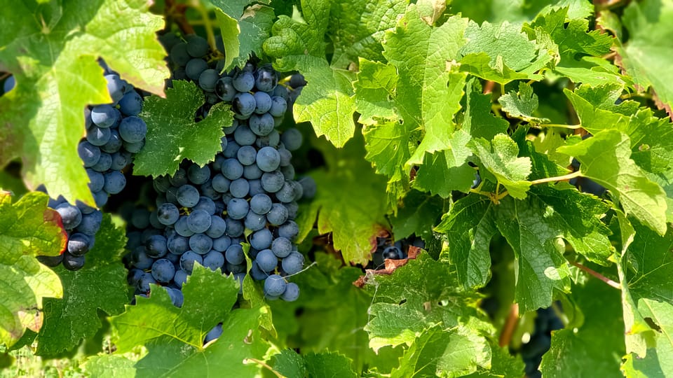 Uva autoctona Valpolicella Uva autoctona Valpolicella - Tenuta Santa Maria di Gaetano Bertani