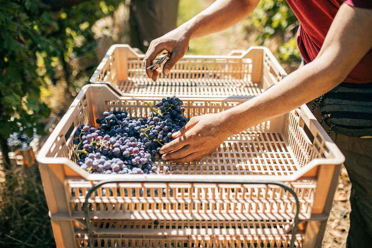 Raccolta delle uve destinate alla produzione di Amarone, Ripasso e Recioto – in Valpolicella, Veneto Vendemmia manuale della Corvina - Tenuta Santa Maria - Valpolicella