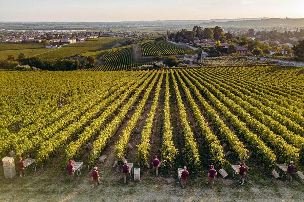 Raccolta delle uve destinate alla produzione di Amarone, Ripasso e Recioto – in Valpolicella, Veneto Vendemmia delle varietà autoctone veronesi - Tenuta Santa Maria - Valpolicella