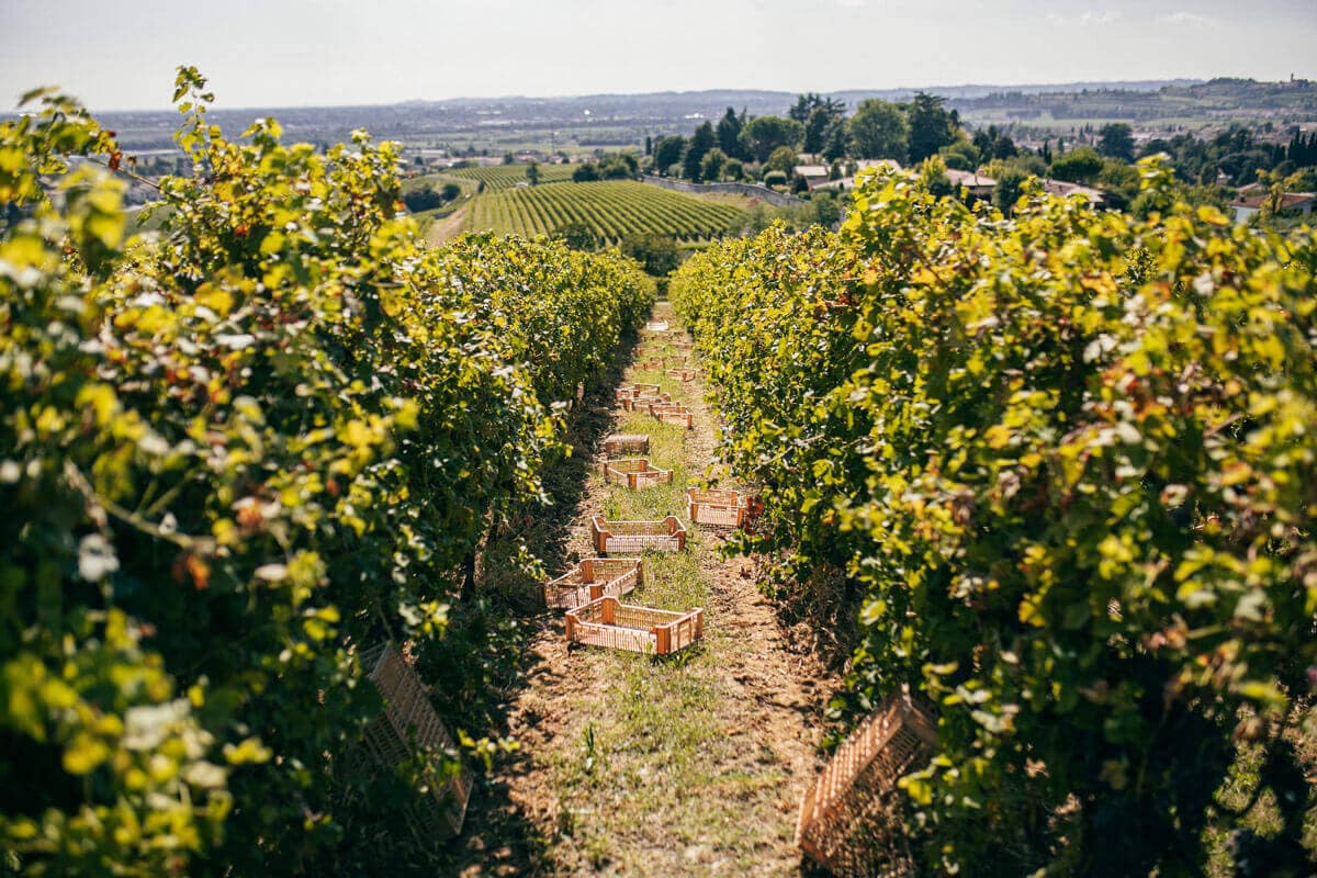 Raccolta delle uve destinate alla produzione di Amarone, Ripasso e Recioto – in Valpolicella, Veneto Vigneti di Corvina - Tenuta Santa Maria - Valpolicella Classica