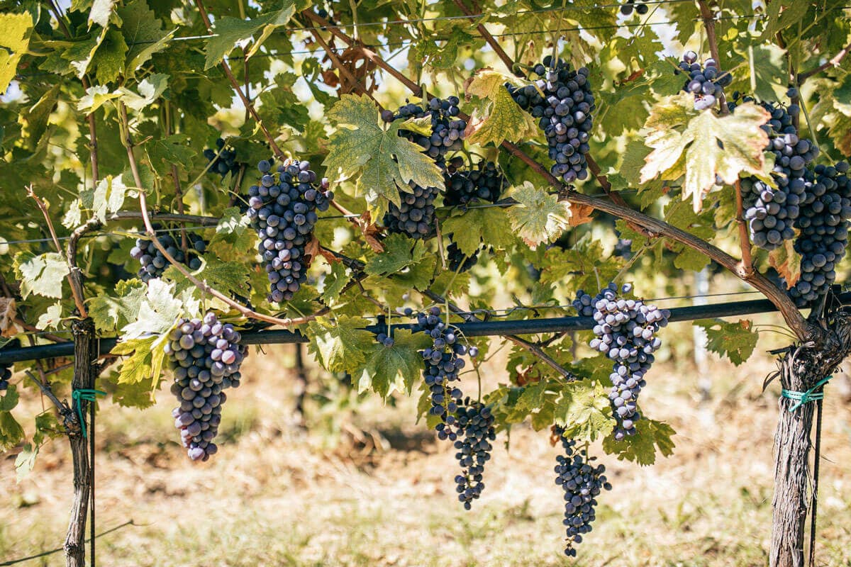 Uve Corvina della Valpolicella, Verona Uve Corvina della Valpolicella - Metodo Guyot