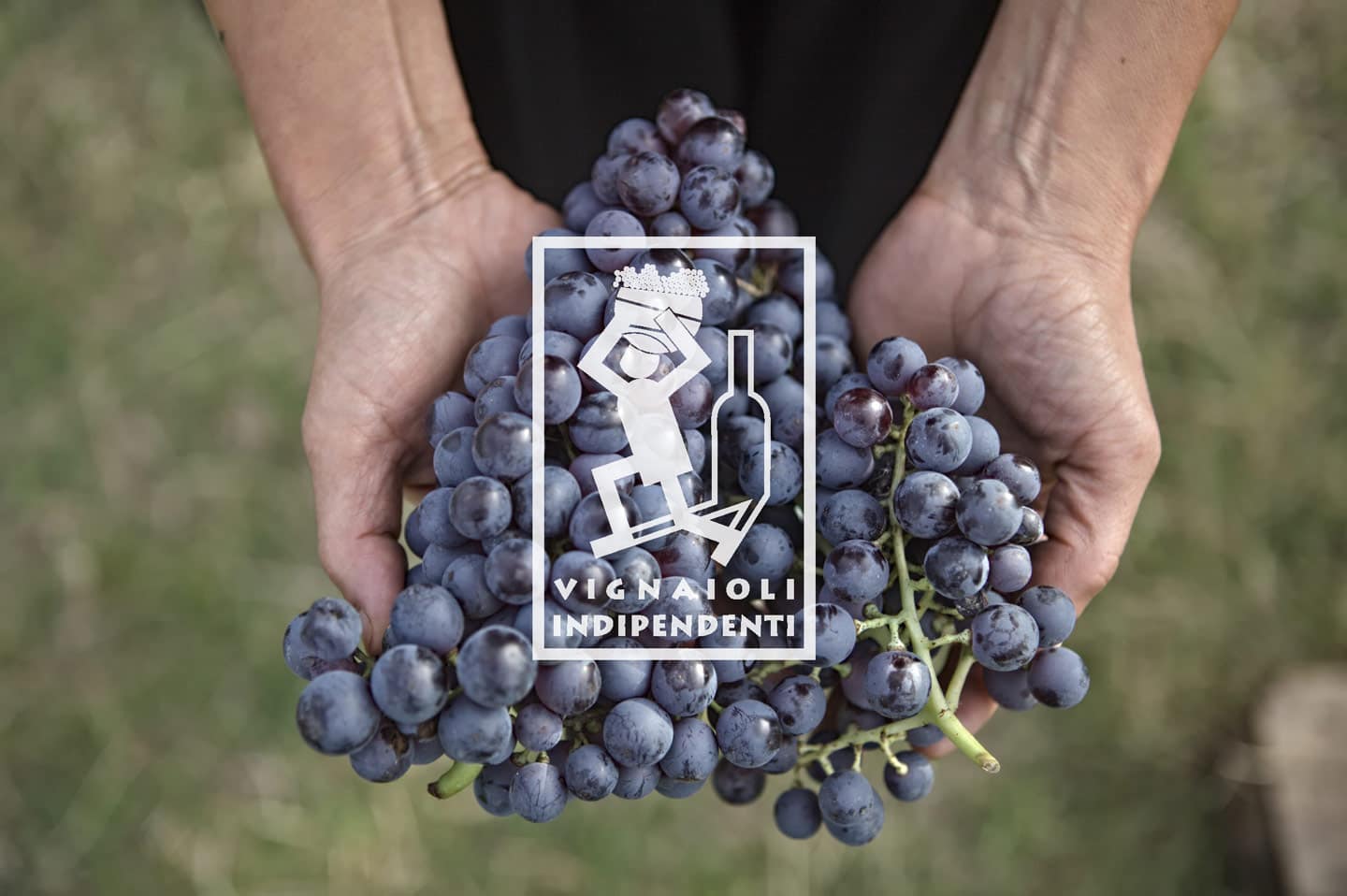 Tenuta Santa Maria di Gaetano Bertani: Orgoglio di essere vignaioli indipendenti FIVI e Tradizione Veronese