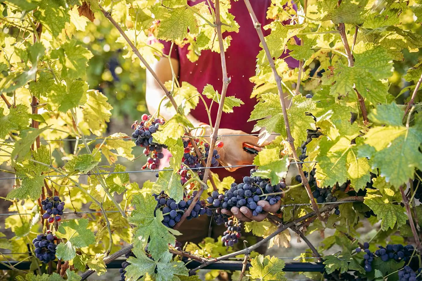 Tenuta-Santa-Maria-di-Gaetano-Bertani_Verona_Hand-harvesting-Corvina-grapes