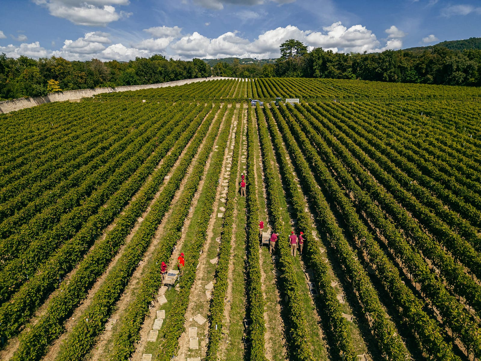 Bertani_Vendemmia23-46 Tenuta Santa Maria di Gaetano Bertani - Valpolicella, Verona