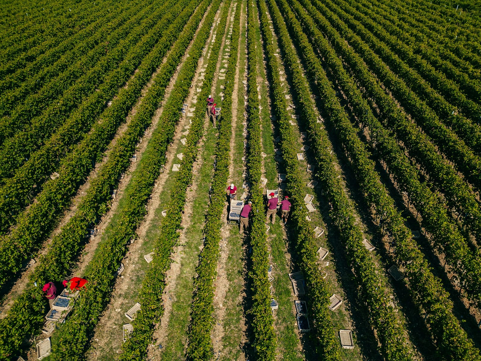 Tenuta Santa Maria Vineyards and Terroirs Tenuta Santa Maria Vineyards and Terroir