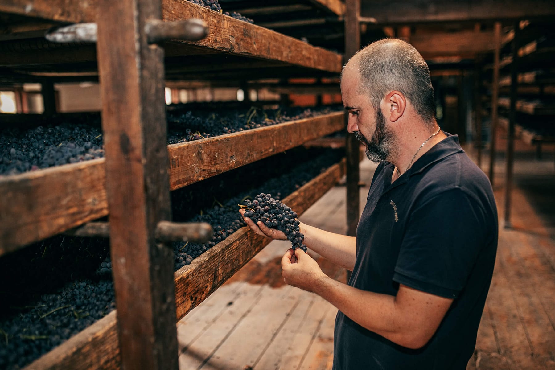Harvest 2024 in Valpolicella: quality, challenges and first impressions of the new vintage