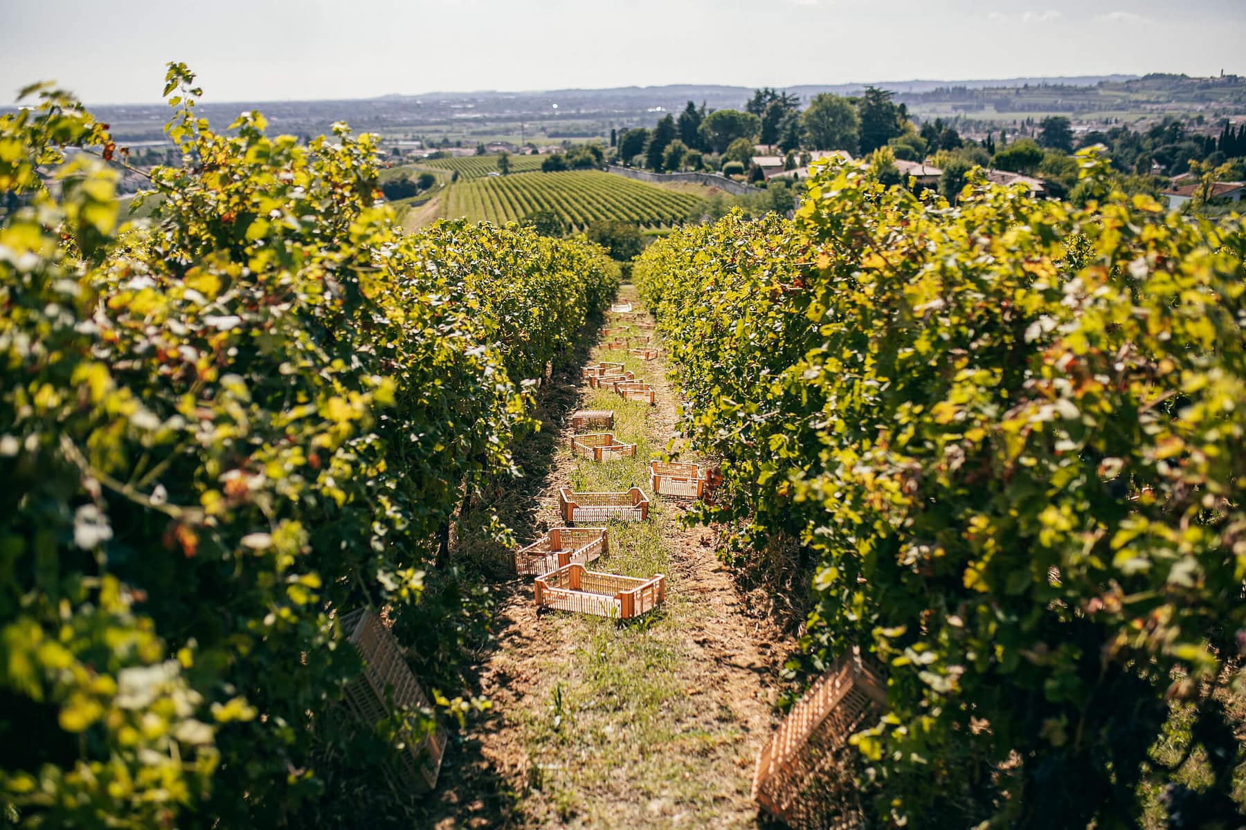 Marl Soils: Characteristics, Properties, and Cultivations