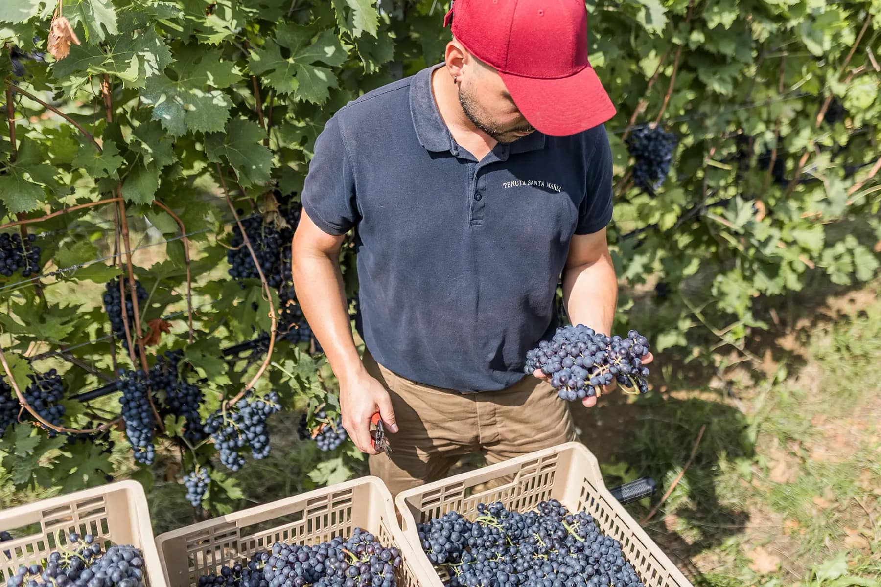 Vendemmia 2025 di Tenuta Santa Maria: Report e Prime Impressioni