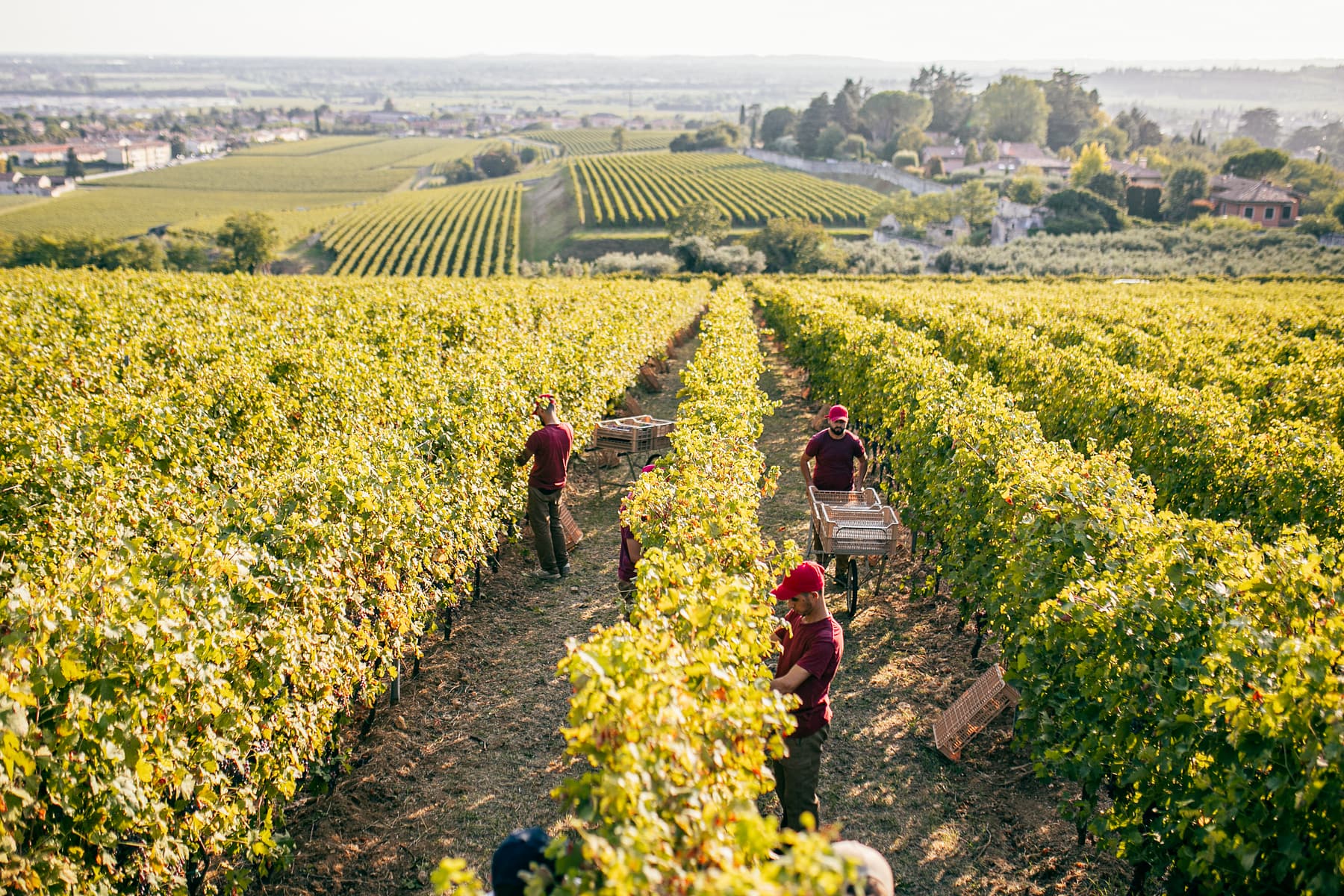 Vigneti dell'amarone