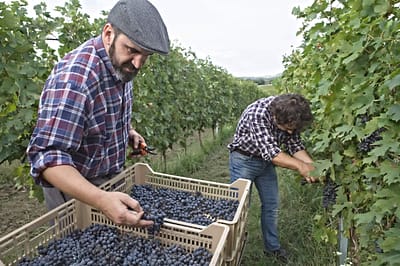 Vendemmia uve Amarone Tenuta Santa Maria