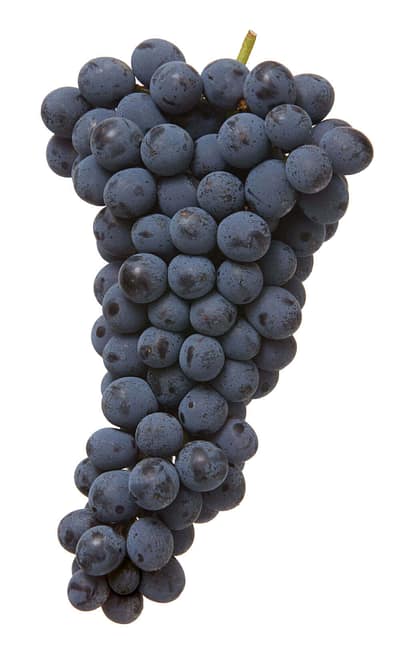 Corvina, one of the four principal native Veronese Grape Varieties Corvina - Native Veronese grapes varieties