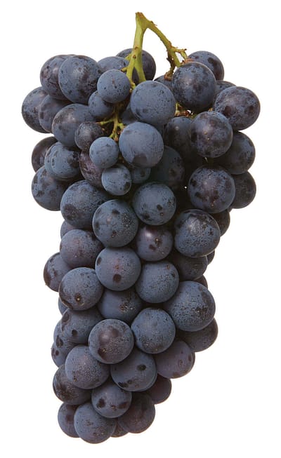 Corvinone, one of the four principal native Veronese grape varieties Corvinone - Native Veronese grapes varieties