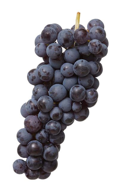 Rondinella, one of the four principal native Veronese grape varieties Rondinella - Native Veronese grapes varieties
