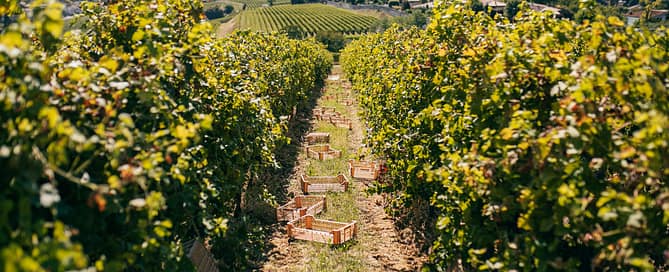 Terreni_marnosi_Brolo_Tenuta_Santa_Maria