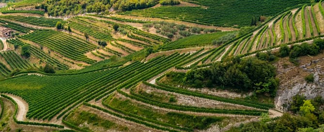 Vini del Veneto - vitigni della Valpolicella