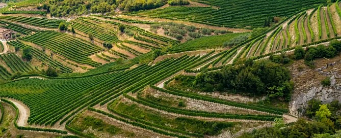Vini del Veneto - vitigni della Valpolicella