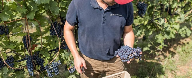 Tenuta-Santa-Maria-Harvester