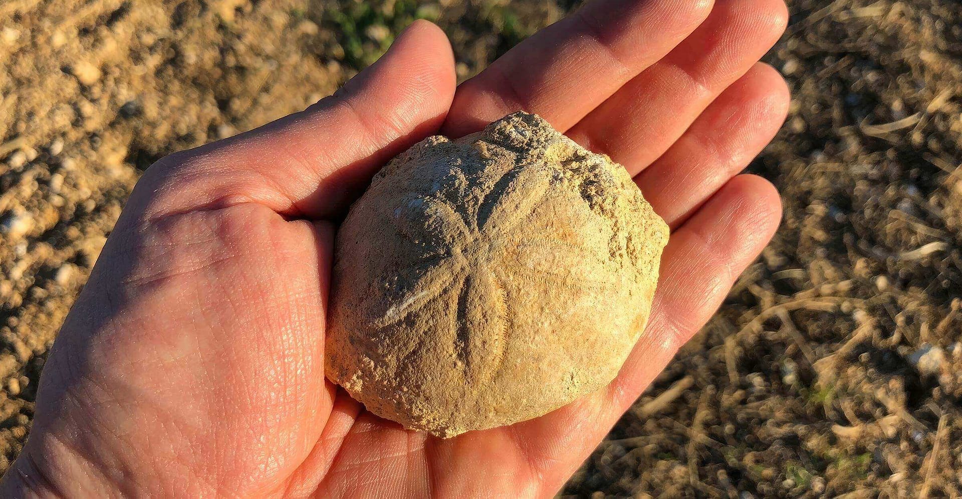 Tenuta Santa Maria di Gaetano Bertani - Il Suolo Calcareo della Valpolicella