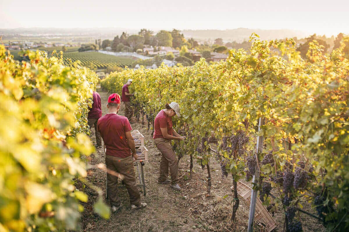 Vendemmia Report 2023