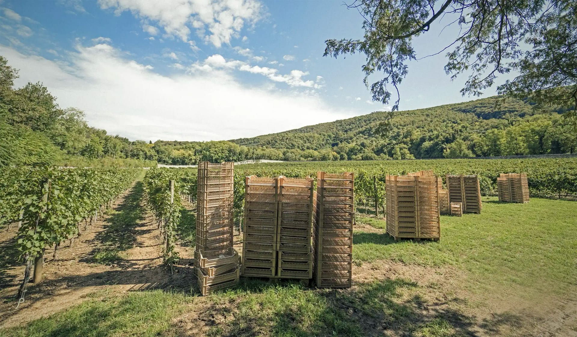 Tenuta-Santa-Maria-di-Gaetano-Bertani_Verona_Amarone-Harvest-Arbizzano