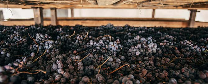 appassimento uve Amarone