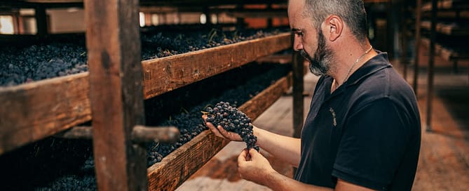 Appassimento in fruttaio Tenuta Santa Maria di Gaetano Bertani