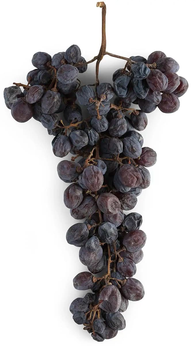 Corvinone, one of the four principal native Veronese grape varieties Corvinone, one of the four principal native Veronese grape varieties