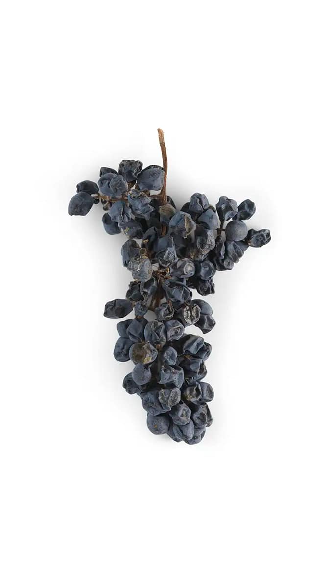 Oseleta, one of the four principal native Veronese grape varieties Oseleta, one of the four principal native Veronese grape varieties