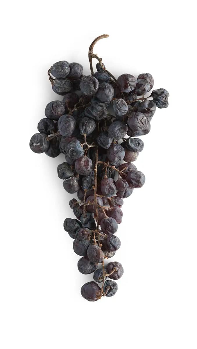 Rondinella, one of the four principal native Veronese grape varieties Rondinella, one of the four principal native Veronese grape varieties