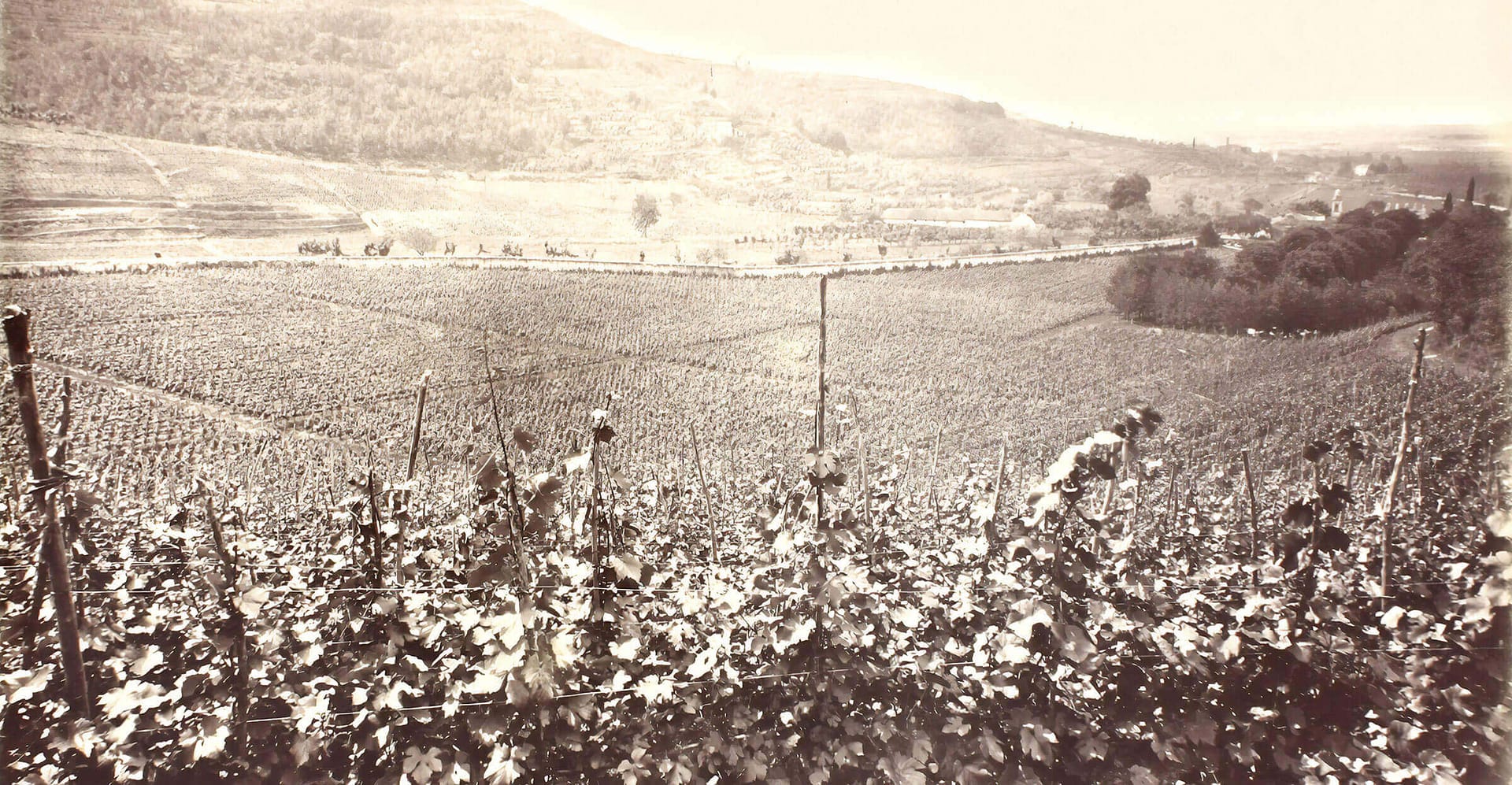 Tenuta Santa Maria di Gaetano Bertani - Valpolicella Verona Italy